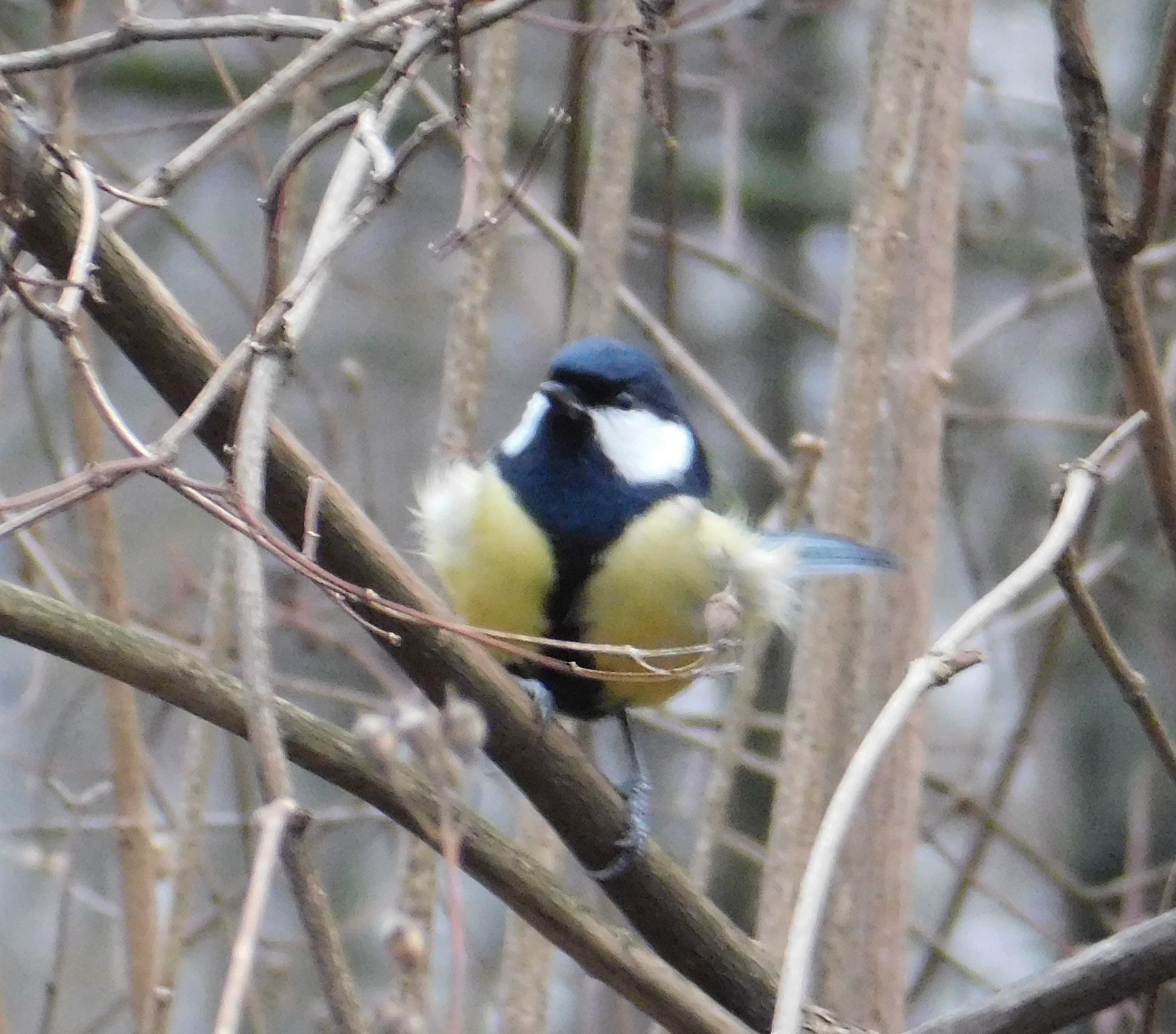 Bolshak or great tit. Specific Park. 01/13/2020 - My, Ornithology, Bird watching, Tit, Birds, Specific Park, Saint Petersburg, Video, Longpost