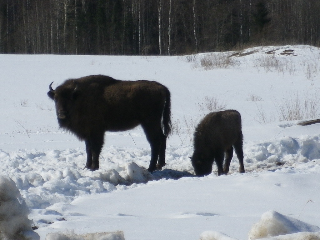 bison - My, Photo on sneaker, Bison, wildlife, Longpost