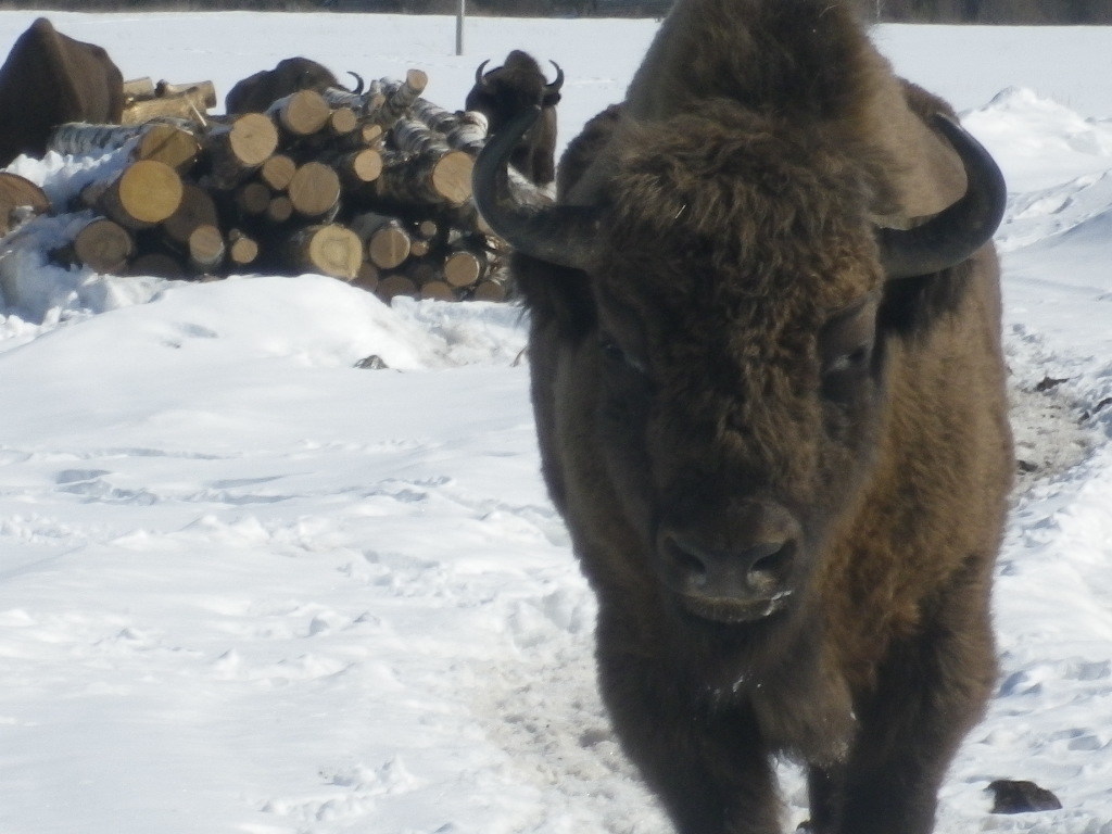 bison - My, Photo on sneaker, Bison, wildlife, Longpost