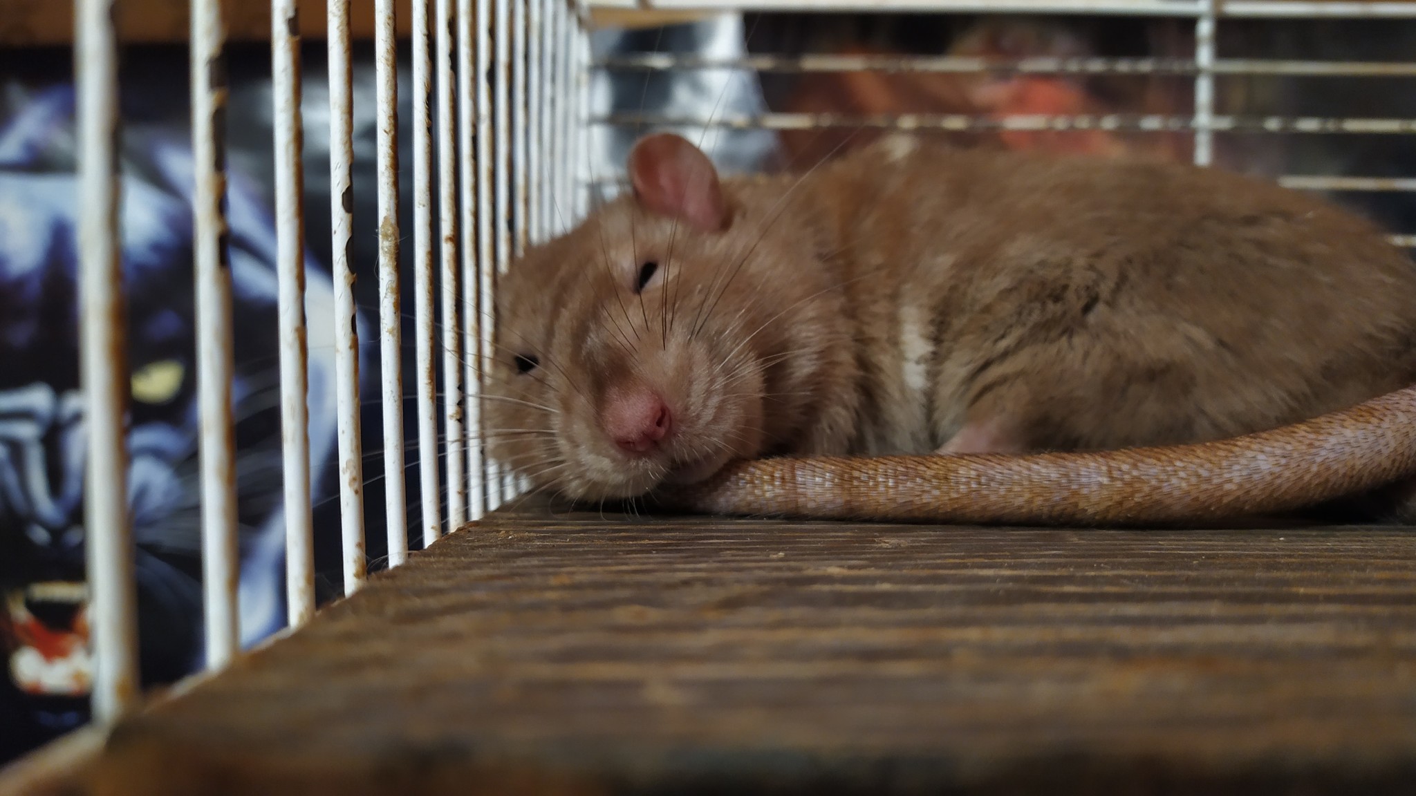 Rat everyday life #5 - My, Rat, Decorative rats, Animals, Milota, Longpost