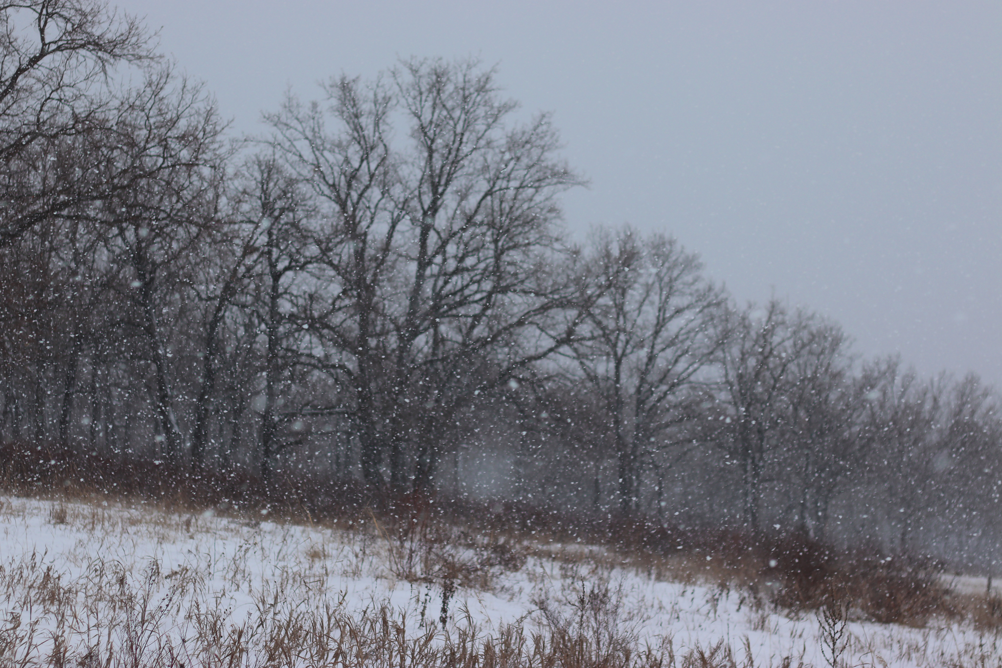 Snowfall on the embankment - My, The photo, Nature, Snow, Winter, Forest, Tolyatti