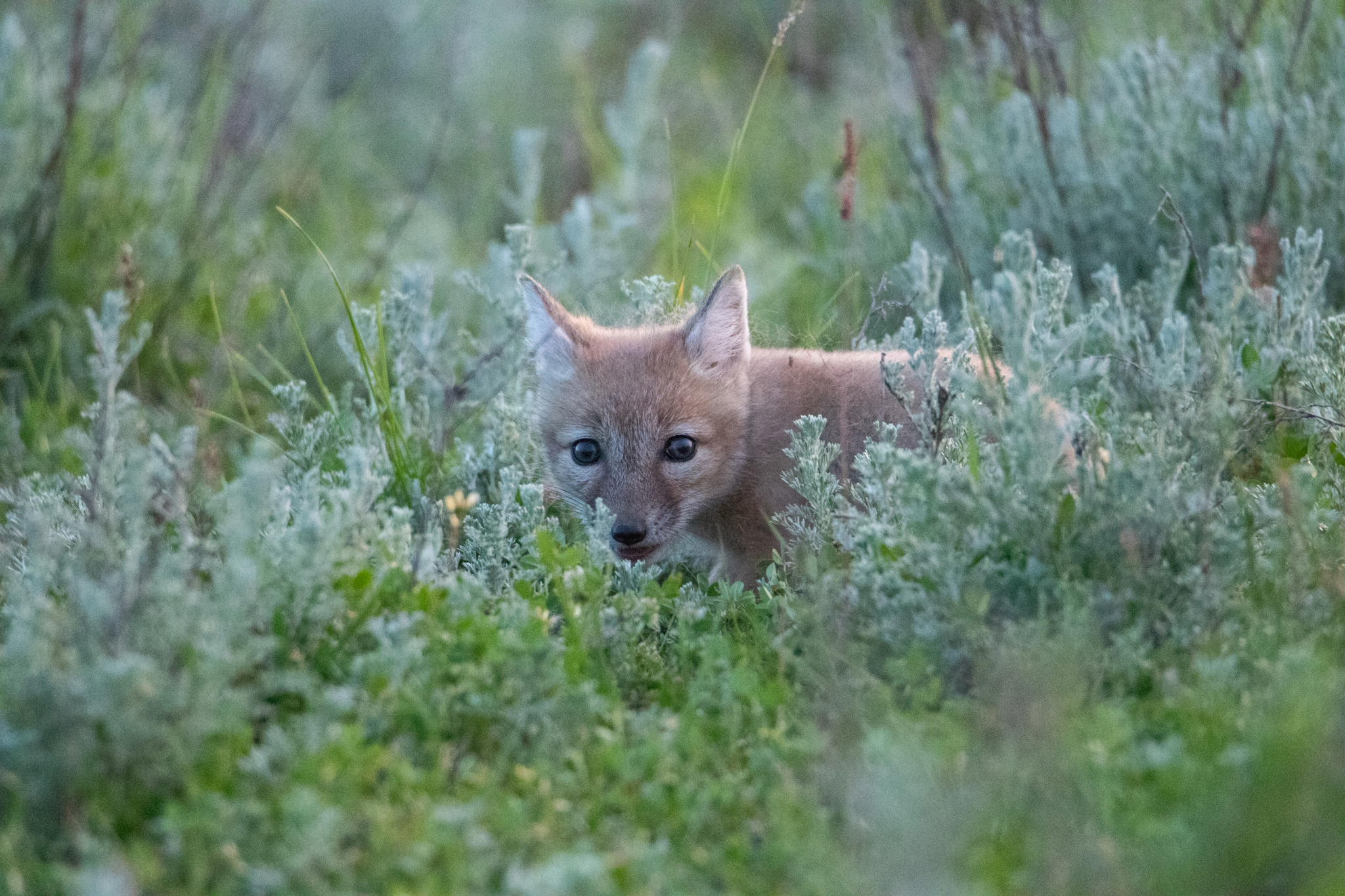 This is the corsac dog I met last year - My, Nature, Animals, Korsak, Fox, The photo, Fox cubs