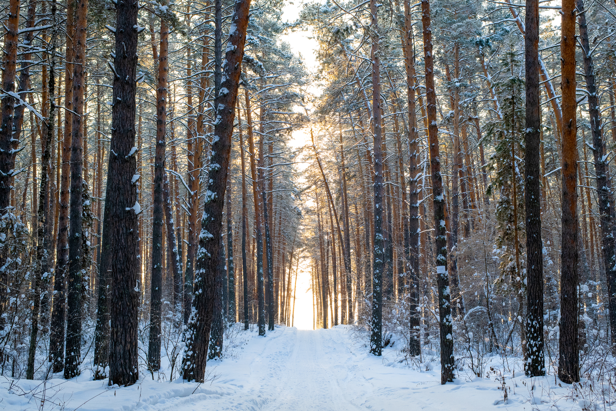 Trip to the Novosibirsk region - My, Forest, River, Track, Winter, Siberia, Novosibirsk region, Ordynskoye, Nikon d850, Longpost