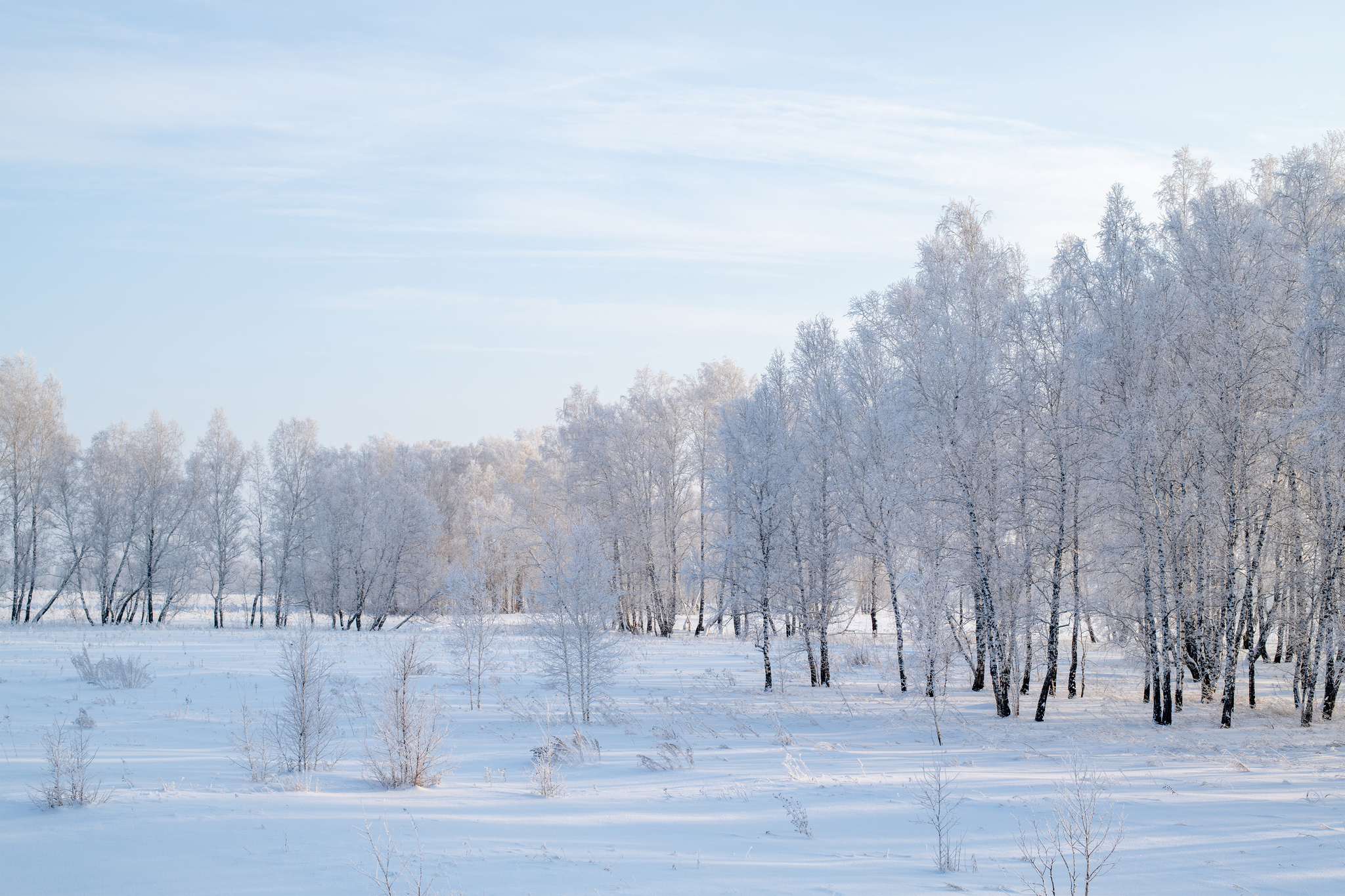 Trip to the Novosibirsk region - My, Forest, River, Track, Winter, Siberia, Novosibirsk region, Ordynskoye, Nikon d850, Longpost