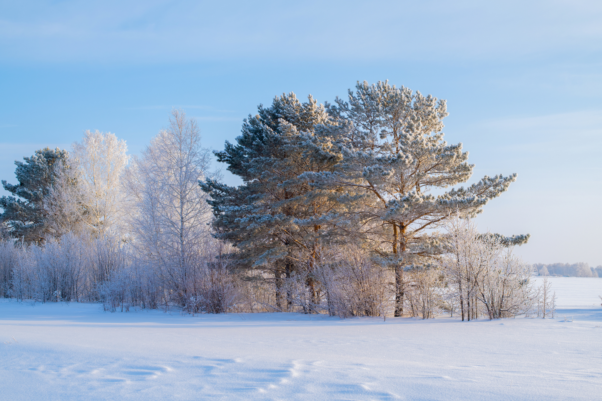 Trip to the Novosibirsk region - My, Forest, River, Track, Winter, Siberia, Novosibirsk region, Ordynskoye, Nikon d850, Longpost