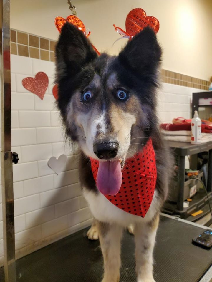 “A stray dog ??that looks like a bad job from a taxidermist was finally adopted after 2 years at the shelter.” - Dog, Shelter, Sight