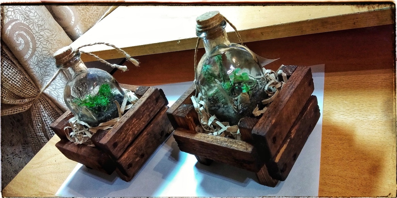 On the topic of closed biospheres 2 - My, Plants, With your own hands, Garden in a Bottle