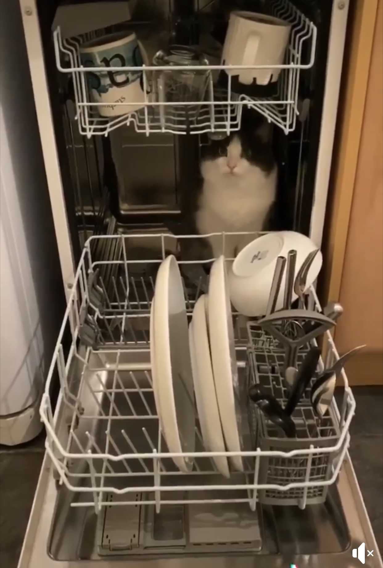 So this is how a dishwasher works - a cat sits inside and washes - cat, Catomafia