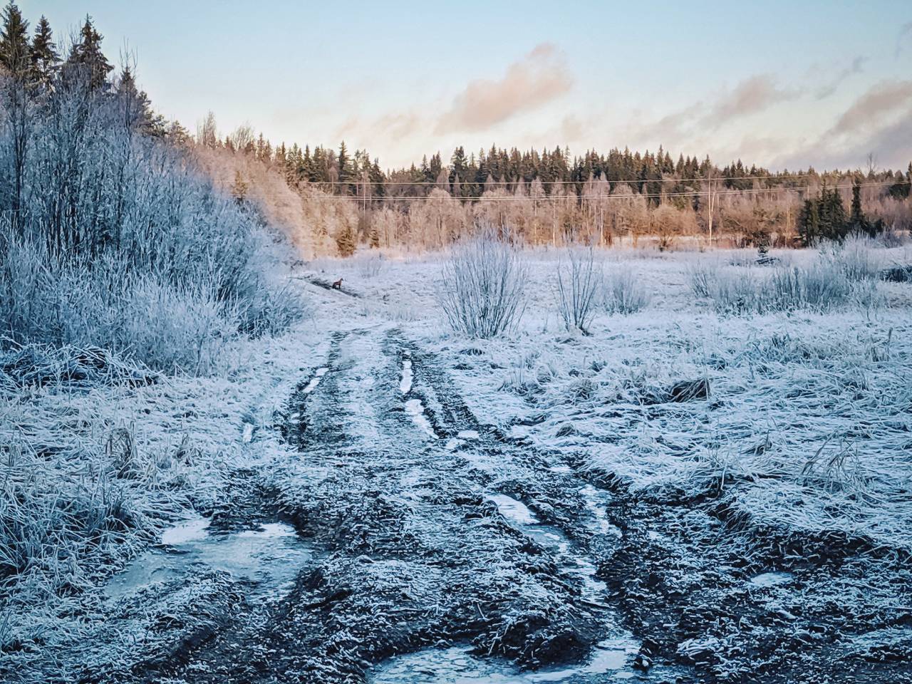 When I broke my habit - My, The photo, Landscape, Nature, Fox, Mobile photography, Leningrad region