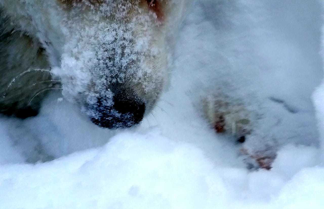 Lilu - Alaskan Malamute in our pack, part 1 - My, The photo, Dog, Alaskan Malamute, Laika, Winter, Snow, Story, Longpost