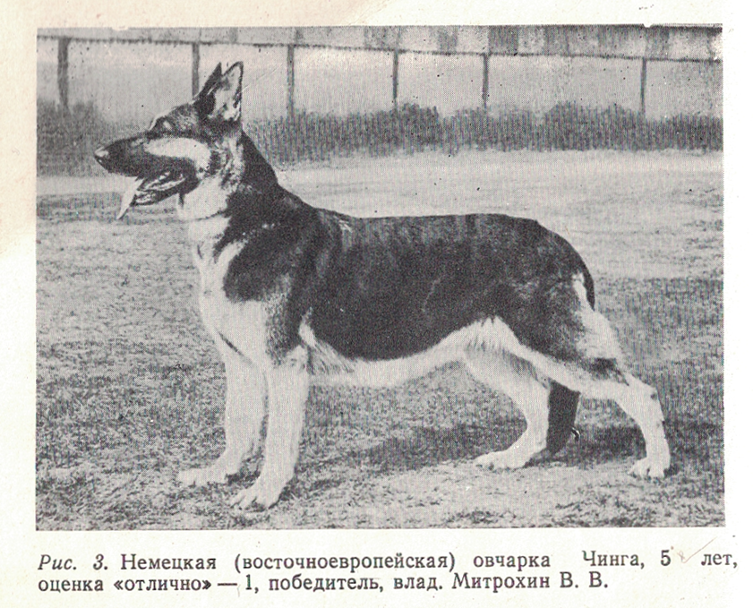 Soviet bred working dogs (1986) - Cynology, Dog, Old photo, Longpost