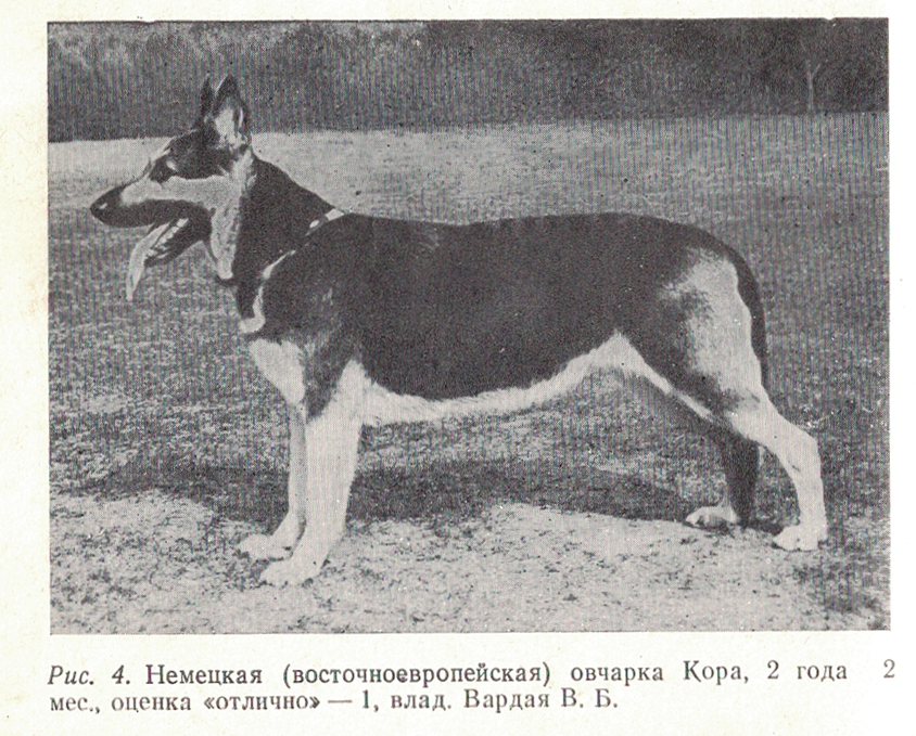 Soviet bred working dogs (1986) - Cynology, Dog, Old photo, Longpost