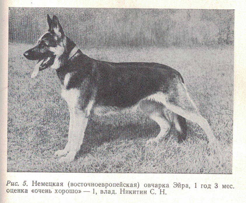 Soviet bred working dogs (1986) - Cynology, Dog, Old photo, Longpost