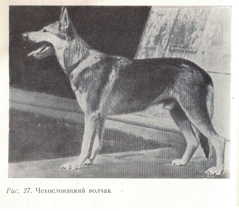 Собака ссср. Собаки СССР породы. Немецкая овчарка советского разведения. Породы собак в Советском Союзе. Проект СССР С собакой.