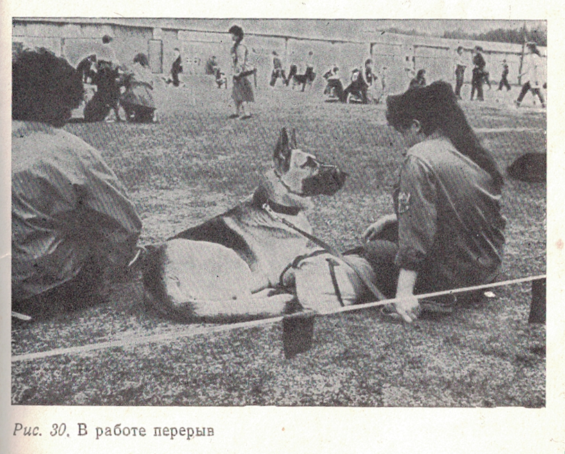 Soviet bred working dogs (1986) - Cynology, Dog, Old photo, Longpost