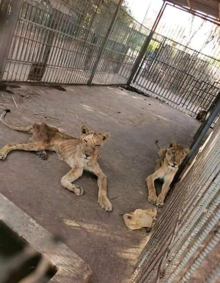 We've found a contender for the title of Worst Zoo in the World. It is located in the capital of Sudan - Sudan, a lion, Zoo, The national geographic, Longpost