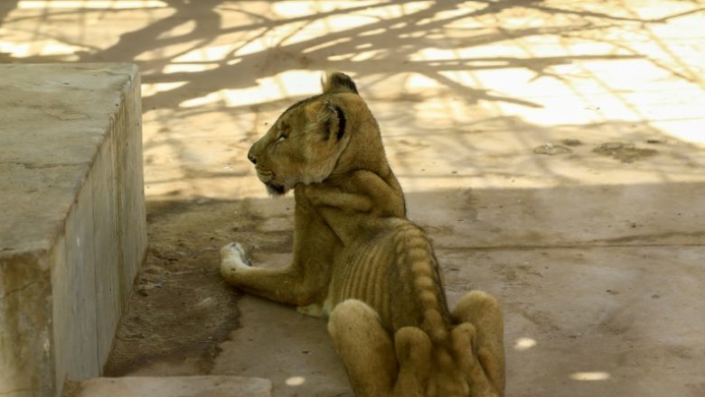 We've found a contender for the title of Worst Zoo in the World. It is located in the capital of Sudan - Sudan, a lion, Zoo, The national geographic, Longpost