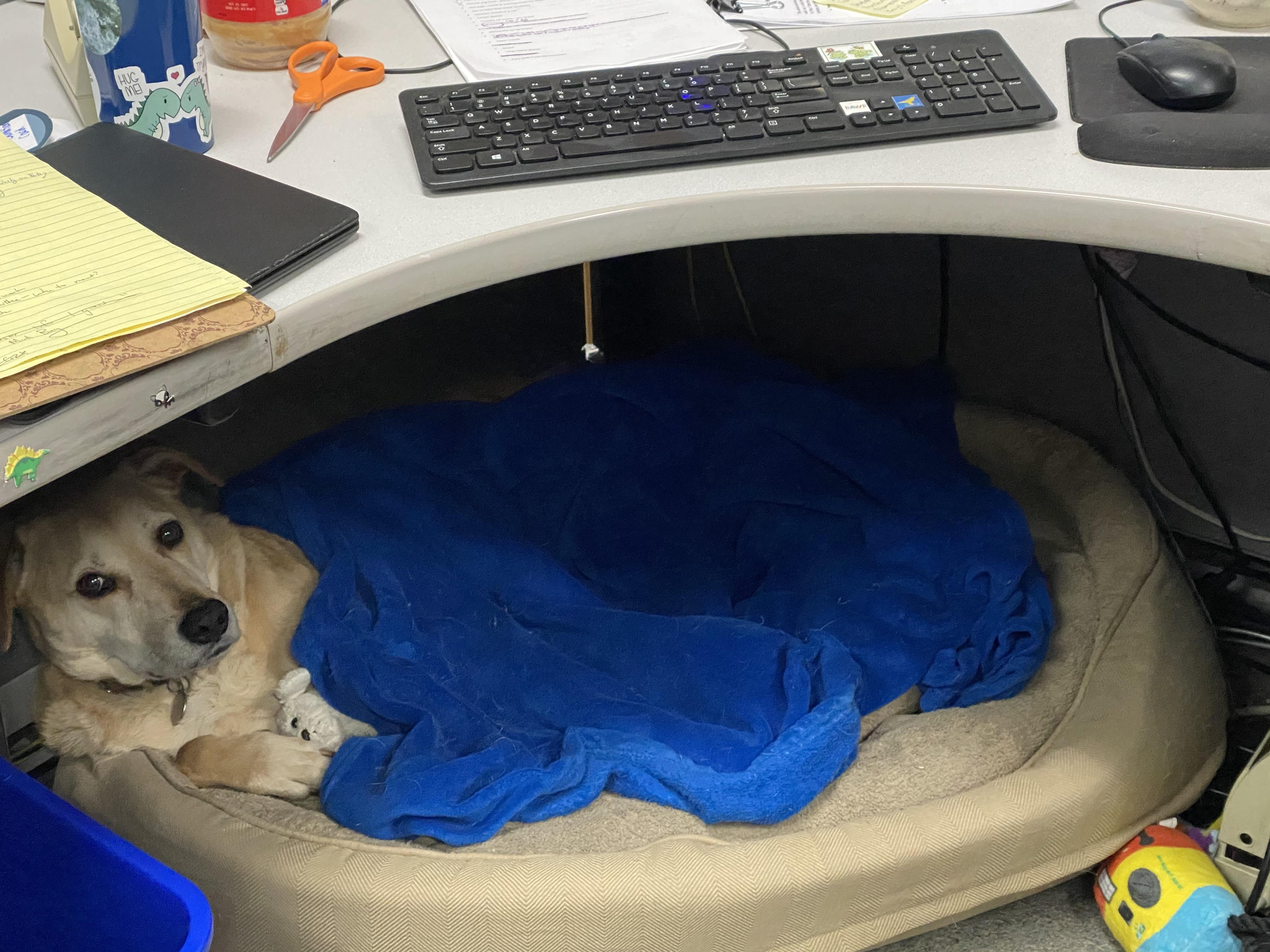 When can you take your dog to work? - Work, Dog