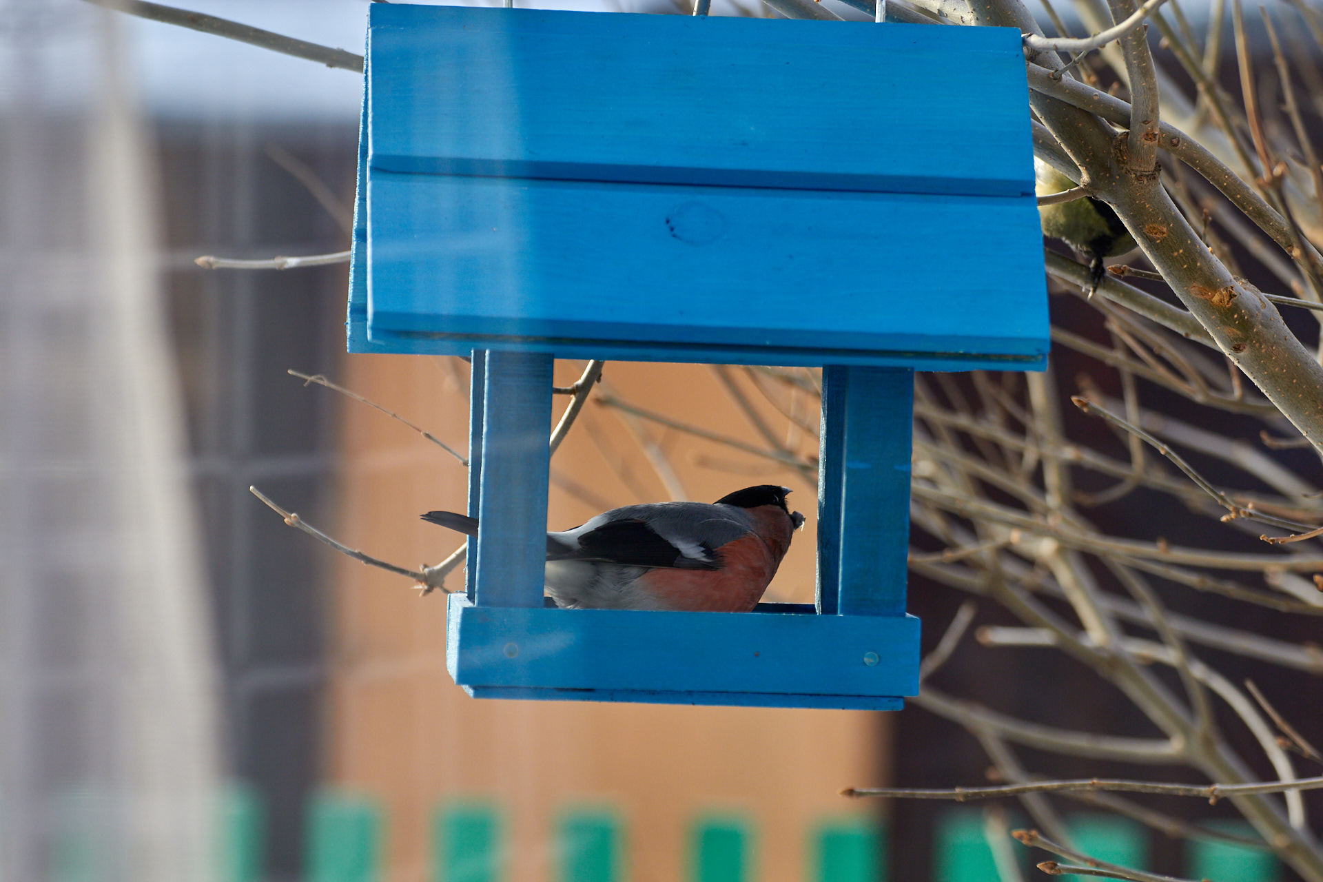 Greedy bullfinch - My, Bullfinches, Trough, Tit, Seeds, Longpost