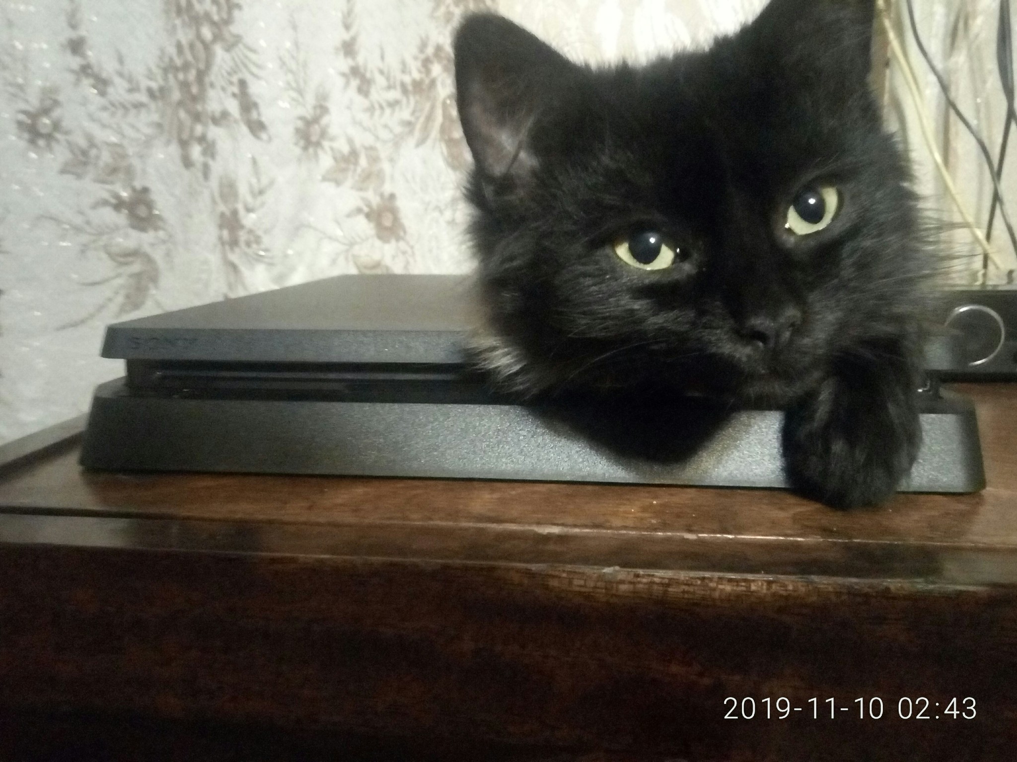 Греется - Моё, Кот, Playstation 4