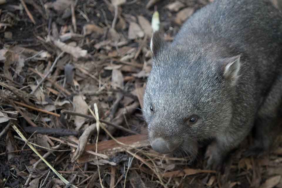 A wombat named Mister Bat has been kicked out of an Australian city. He behaved uncivilly - My, Wombats, Australia, news, Animals