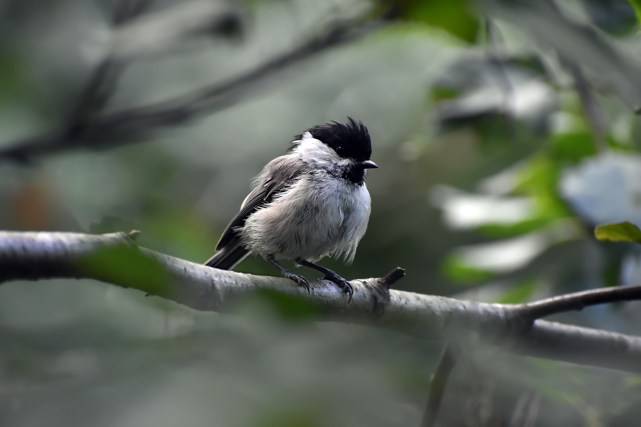 About tits - My, Ornithology, Birds, Tit, Schelkovo, Bird watching, Leisure, Nature, Moscow region, Longpost