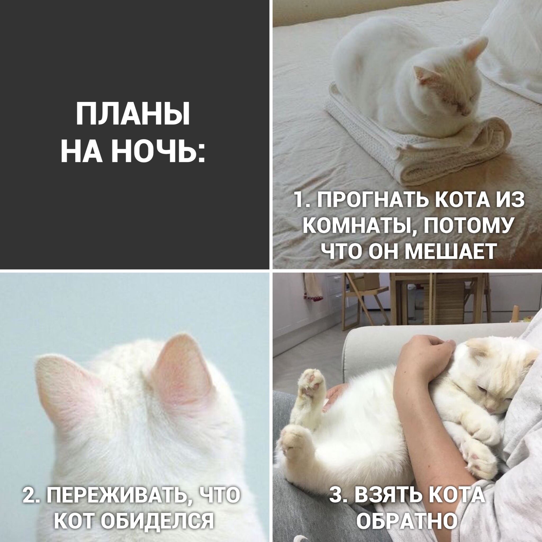 Коротко о моей ночи - Кот, Котомафия, Милота