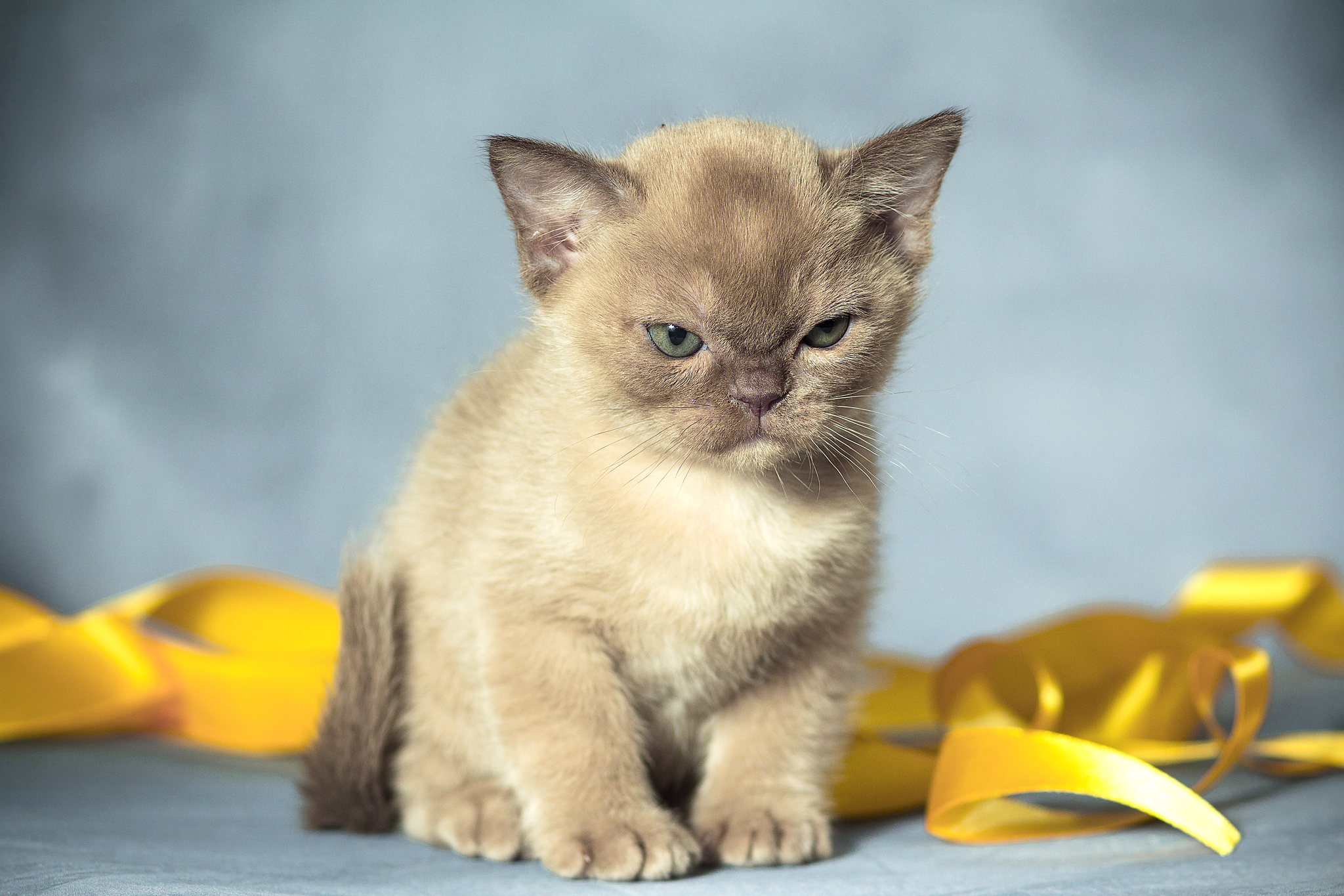 Burmyat - My, European Burma, Kittens, Longpost, cat