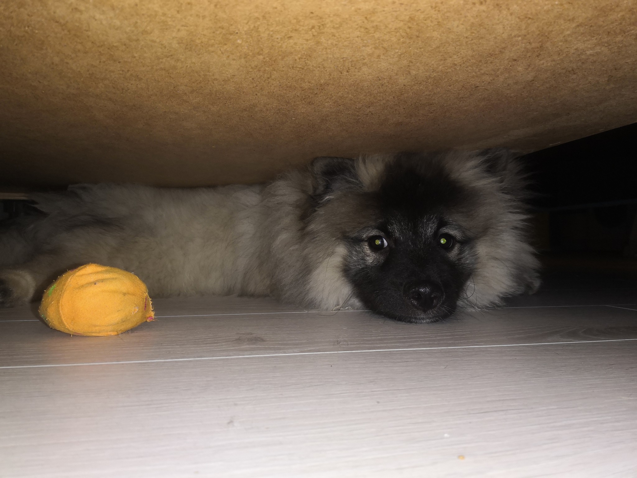 When you're the monster under the bed... - My, Dog, Puppies, Spitz, Monster, Milota