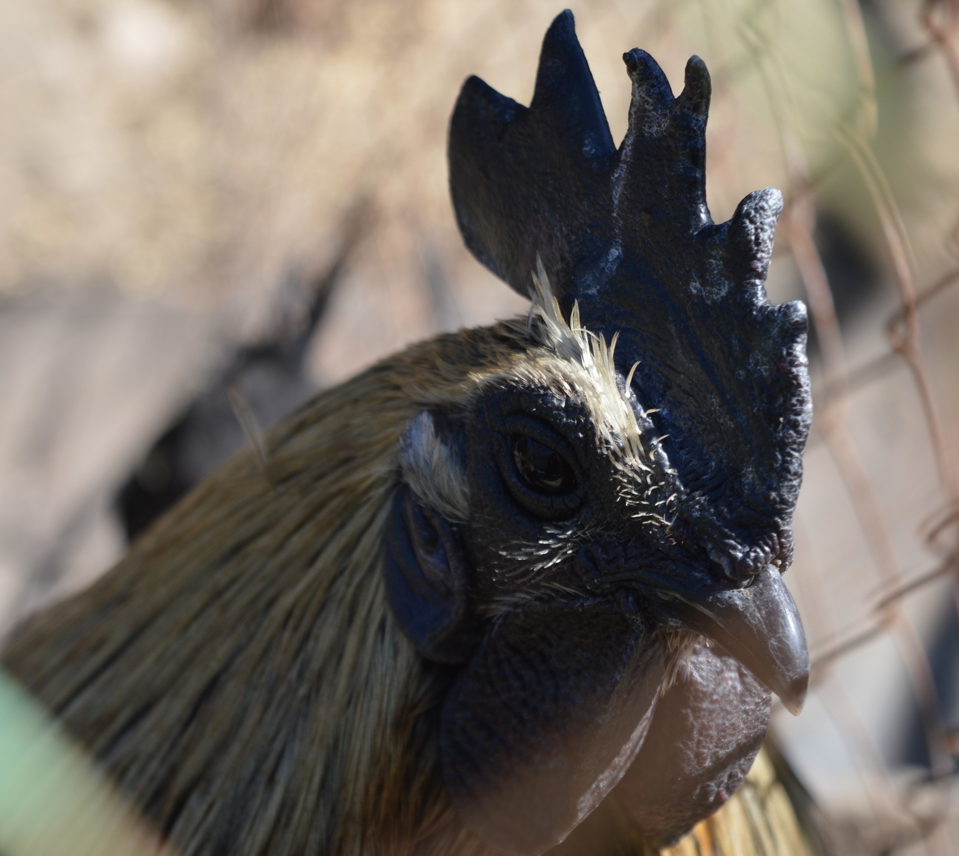 Zoo in Pridorozhny, part 4 - My, Birds, Zoo, Animals, Donetsk, The photo, Beginning photographer, Longpost