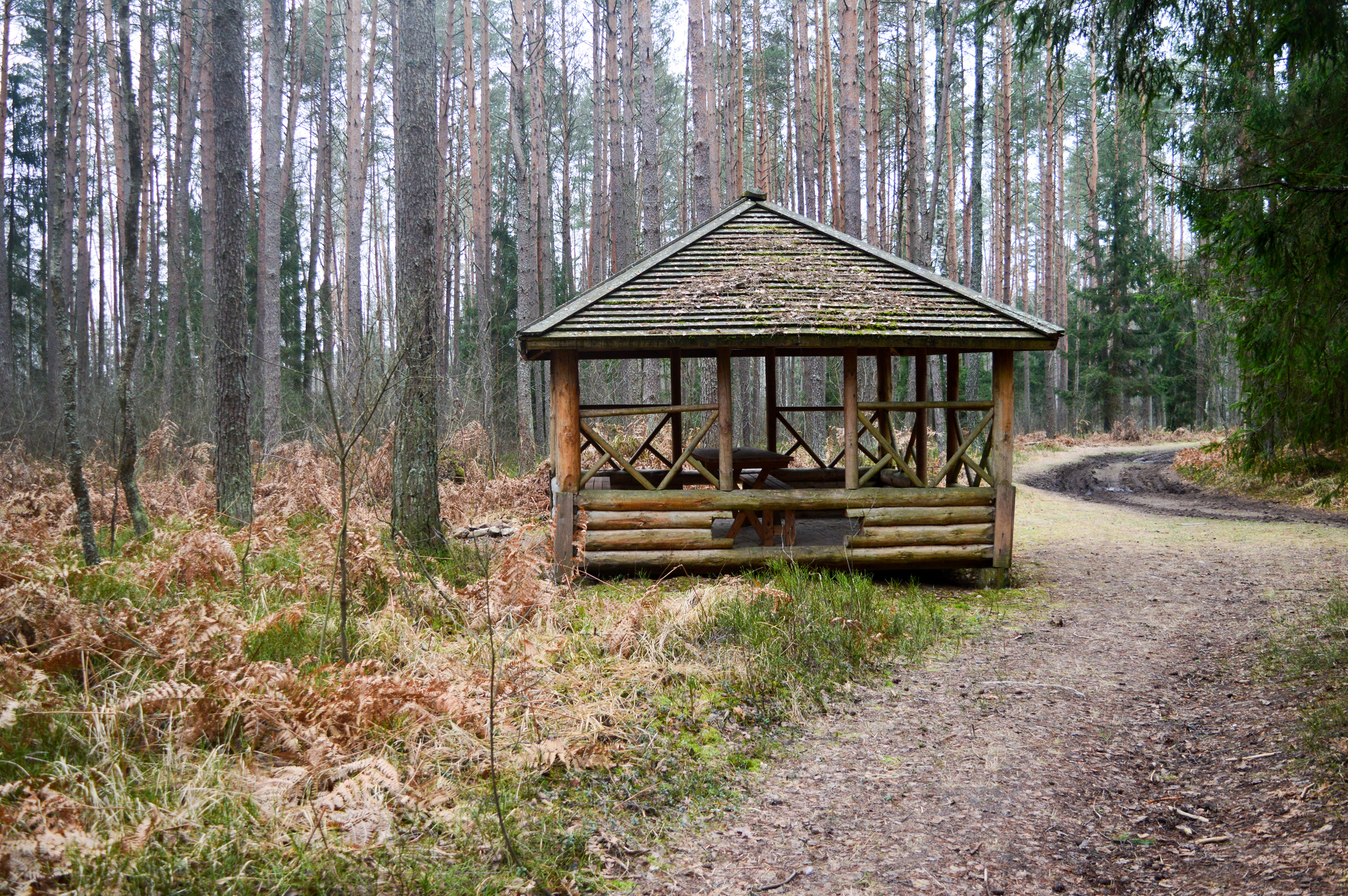 Nalibokskaya Pushcha. Belarus - My, Republic of Belarus, Travels, The photo, Longpost