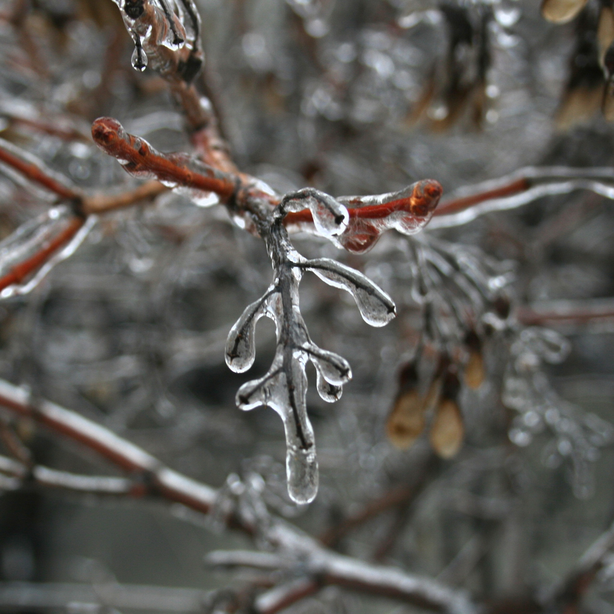 Freezing rain - My, Canada, Winter, Rain, Freezing rain, Ice, Tree, Canon 400D, Longpost