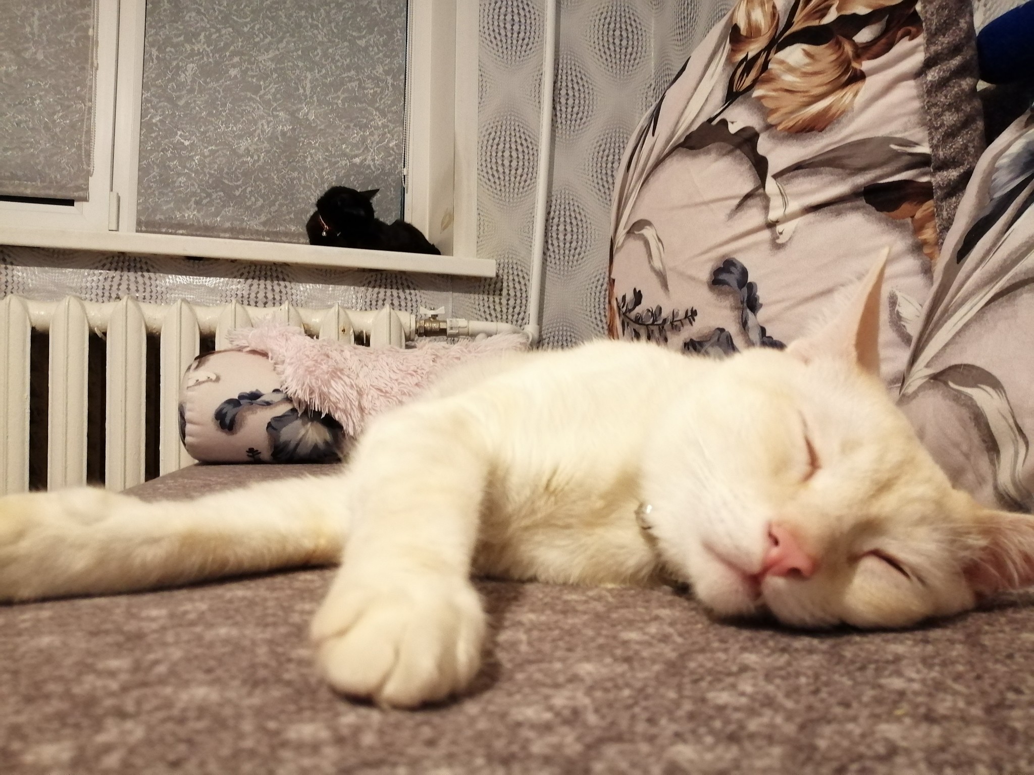 Sweet dreams) - My, cat, Photo on sneaker, Dream