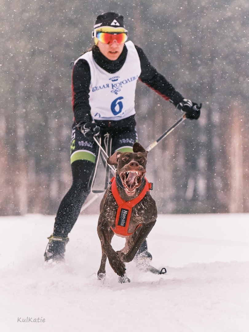 How to walk your dog correctly - My, Skijoring, Bikejoring, Walk in the woods, Dog, Milota, Longpost