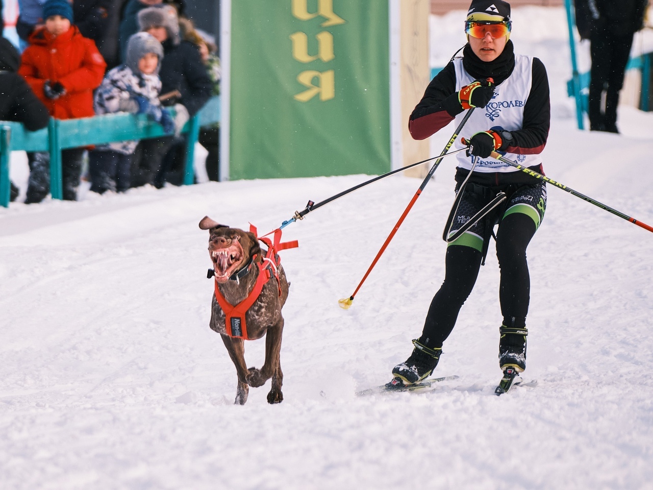 How to walk your dog correctly - My, Skijoring, Bikejoring, Walk in the woods, Dog, Milota, Longpost