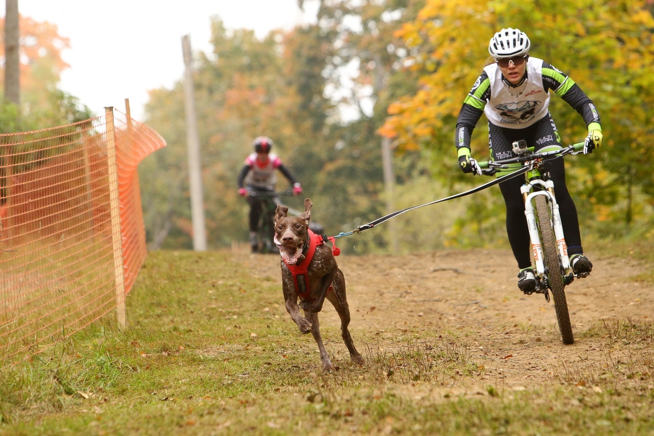 How to walk your dog correctly - My, Skijoring, Bikejoring, Walk in the woods, Dog, Milota, Longpost