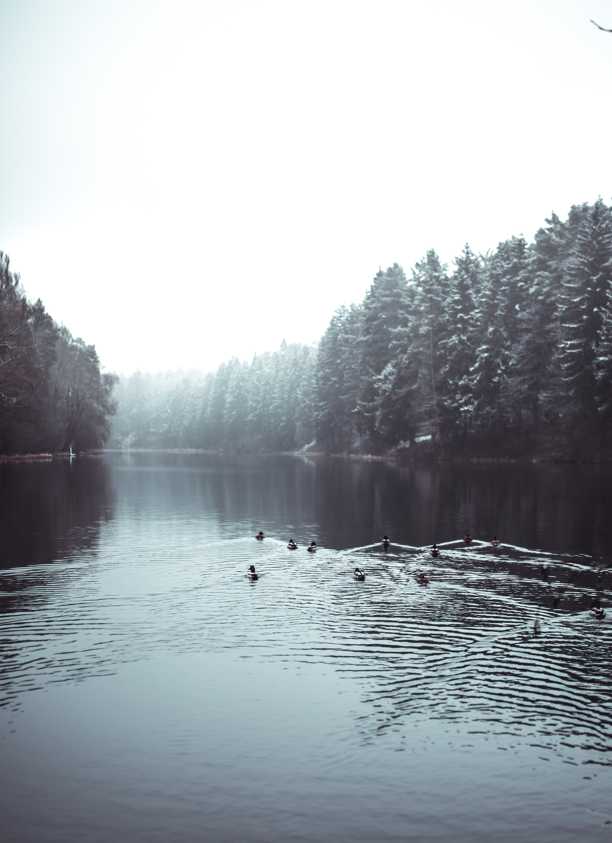 Walk and look around - My, Winter, Snow, Nature, Forest, Republic of Belarus, wildlife, Lake, Bridge, Longpost