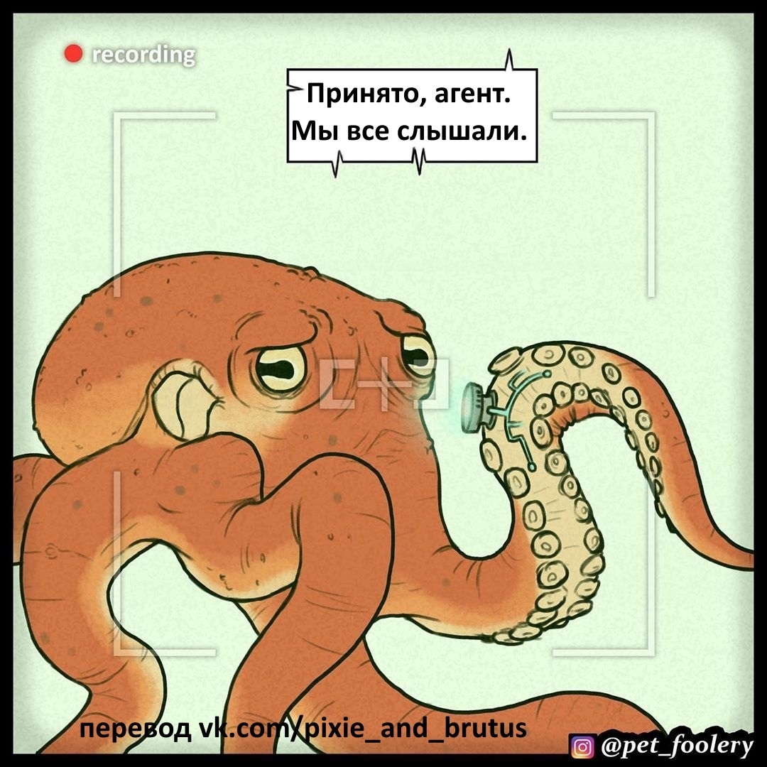 Осьминоги | Пикабу