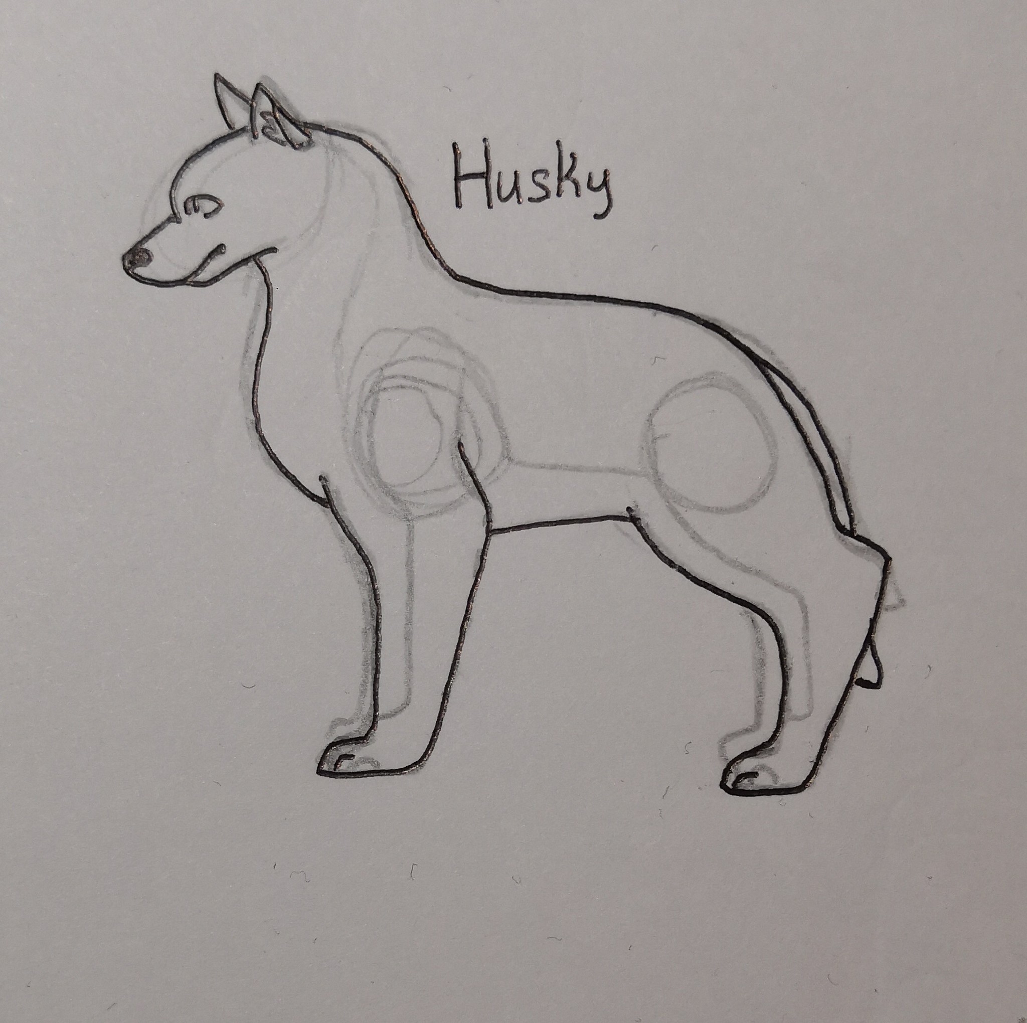 Dog - My, Husky, Siberian Husky, Drawing, Dog