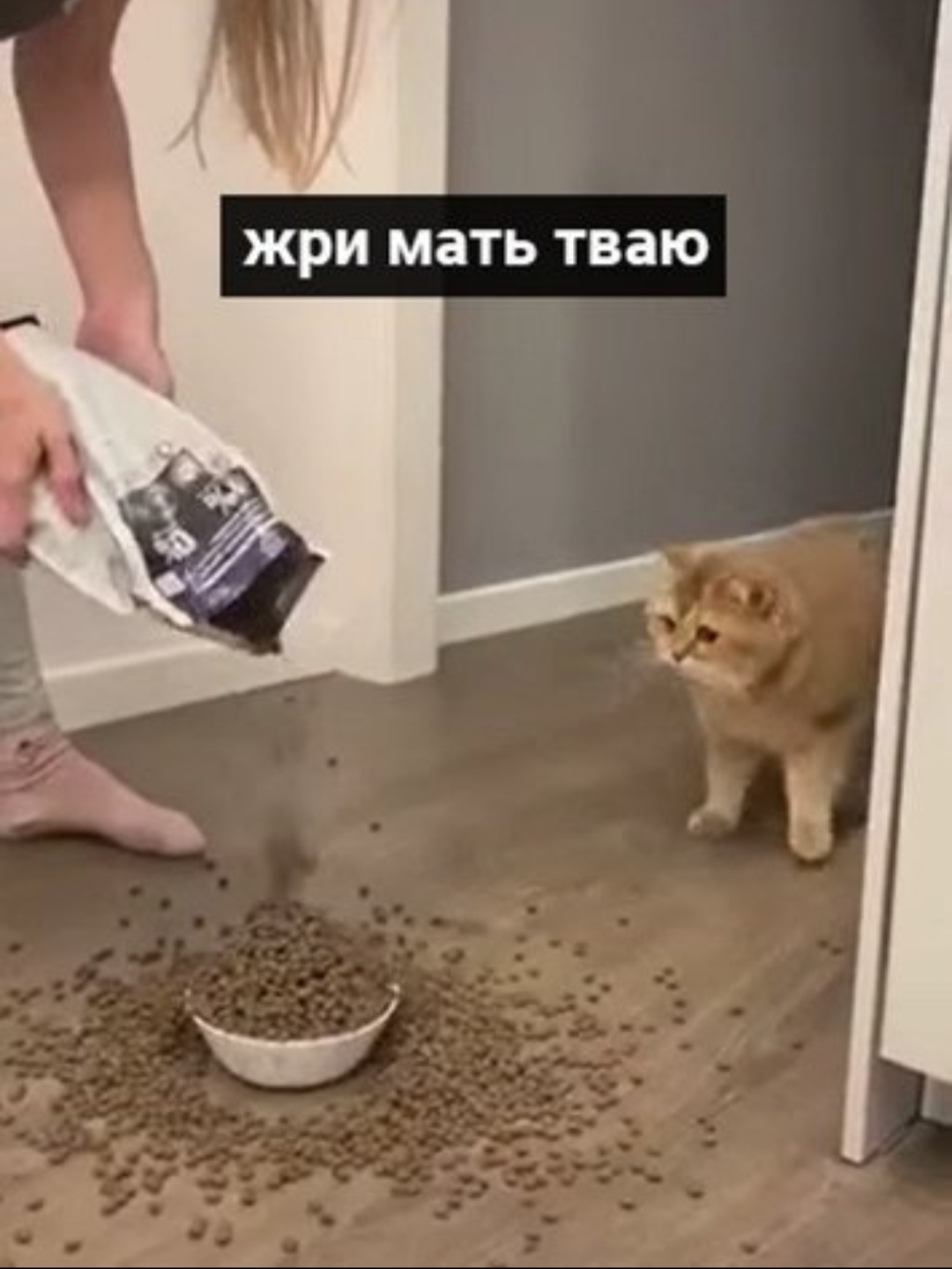 Ночной жор котика - Кошатники, Баян, Длиннопост, Кот