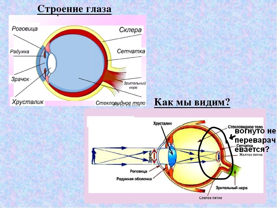 Почему видит глаз. Оптическая система глаза. Роговица хрусталик стекловидное тело. Строение зрительной системы. Оптическая система глаза хрусталик.