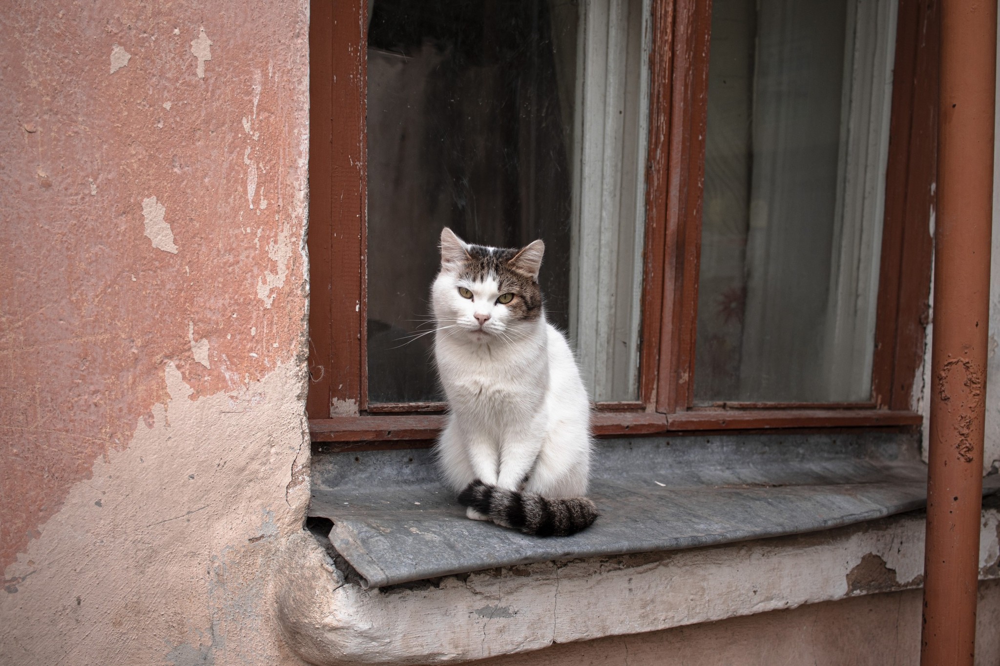 Residents of residential areas - Catomafia, cat, The street, Courtyard, Longpost