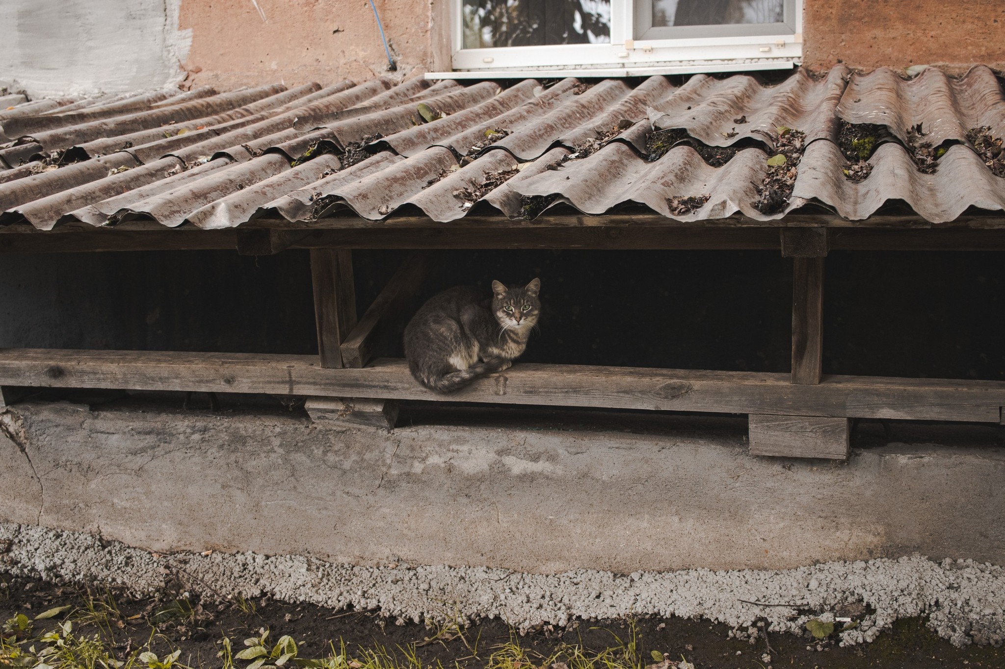 Residents of residential areas - Catomafia, cat, The street, Courtyard, Longpost