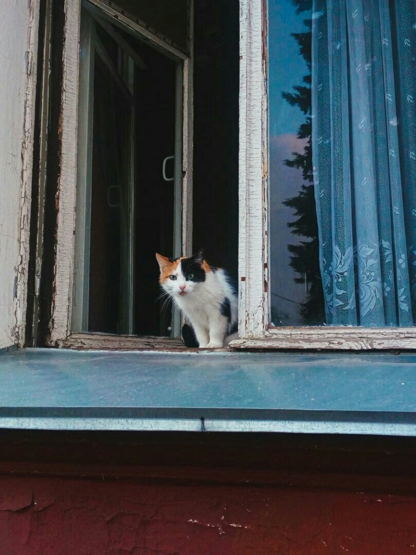 Residents of residential areas - Catomafia, cat, The street, Courtyard, Longpost