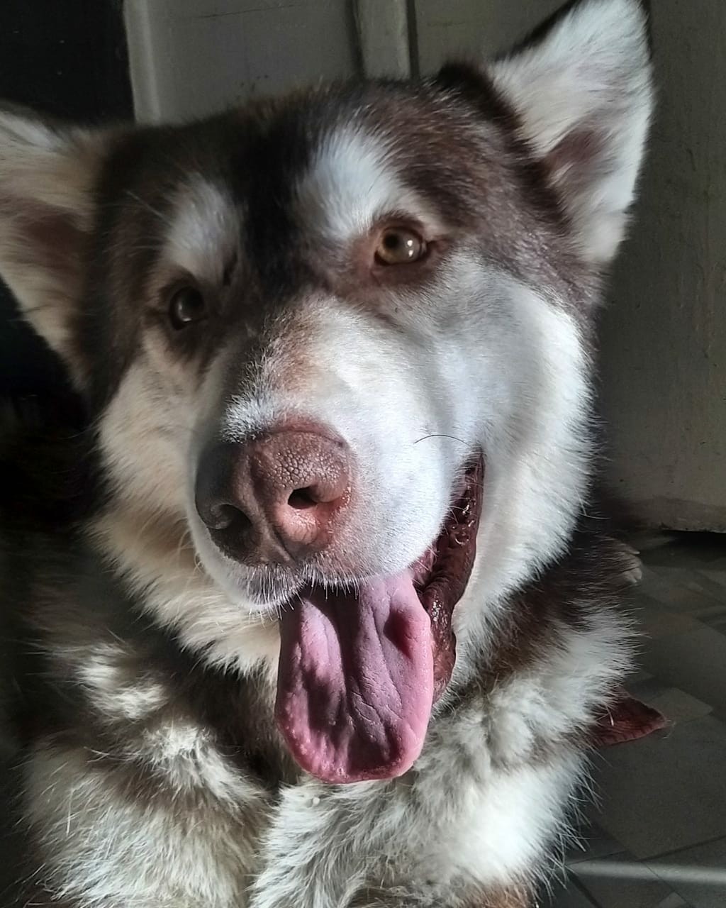 Whose tongue is longer? - My, Dog, Alaskan Malamute, Mestizo, Husky, Laika, Longpost