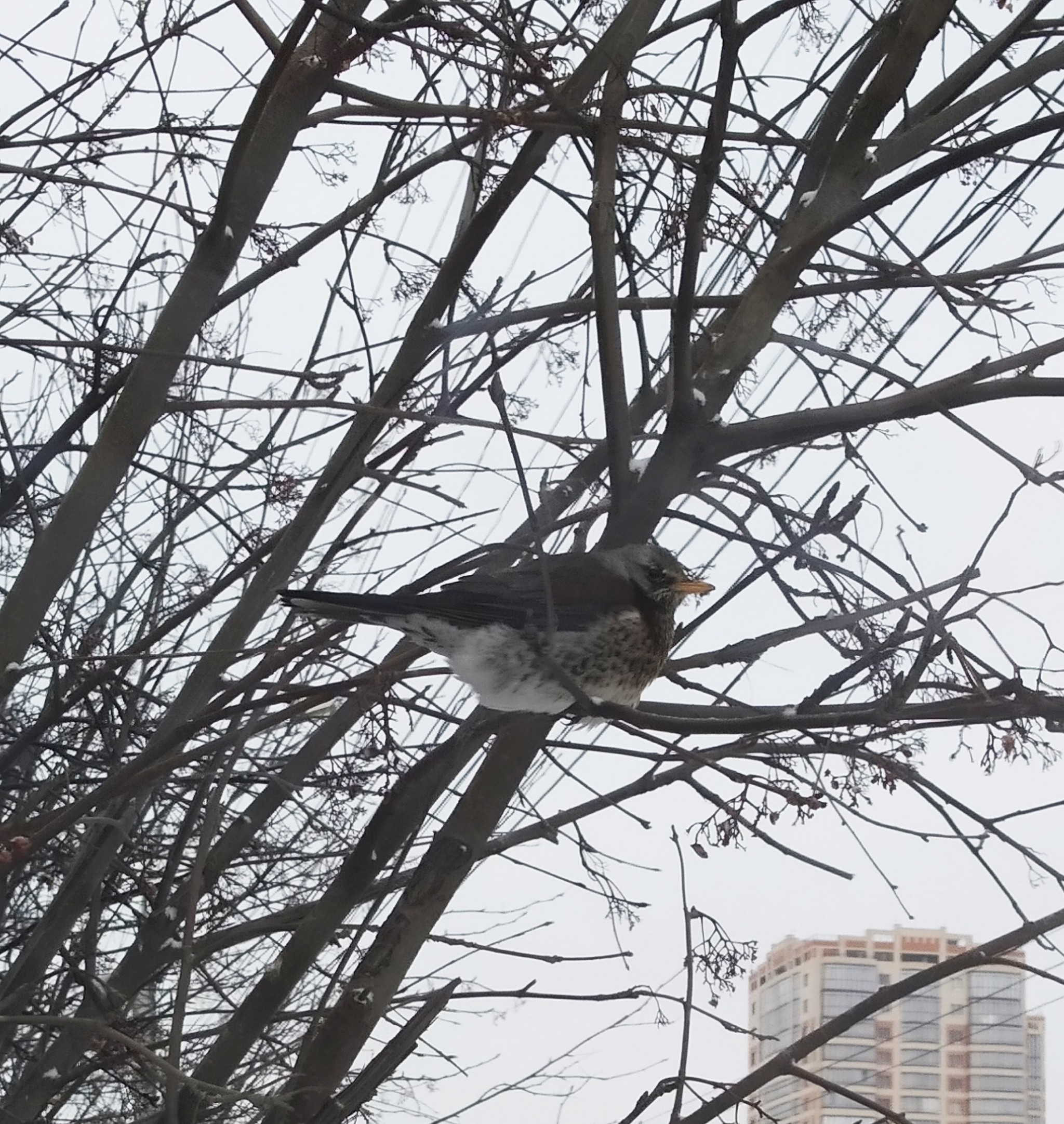 Bird identification - My, Birds, Novosibirsk, Ornithology, Ornithology League