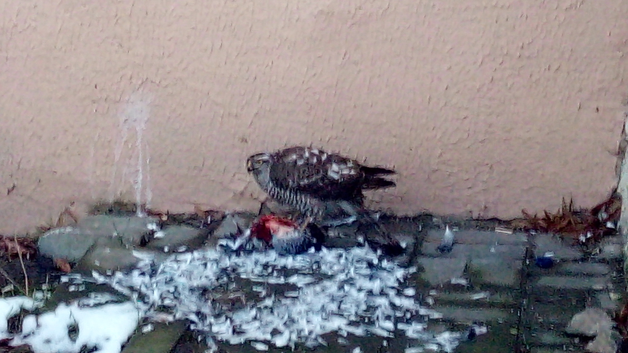 Хищная птица | Пикабу