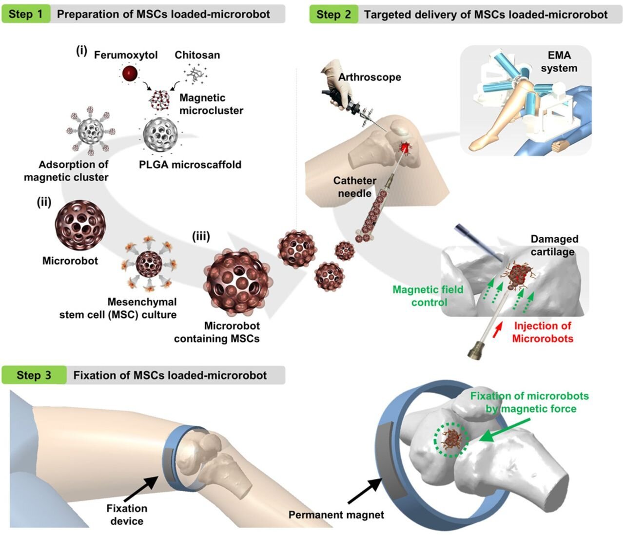 Chinese nanorobots restored knee cartilage in a rabbit, people are next in line - Disease, Cartilage, Robotization, Nanodevelopments, The medicine