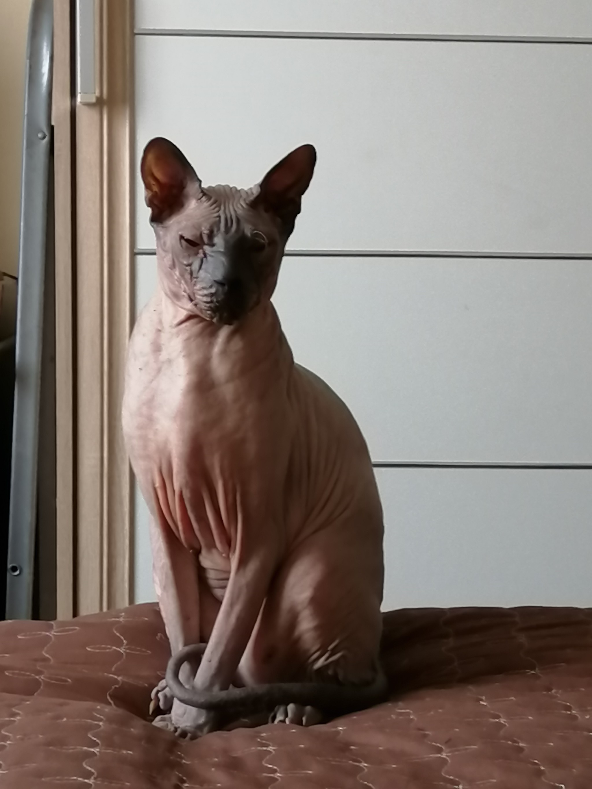 About the cat - My, cat, Sphinx, First post, Longpost