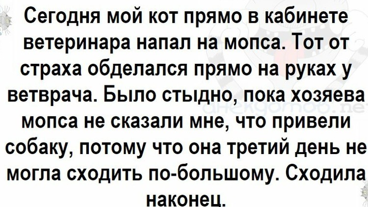 Помог - Мопс, Картинка с текстом, Собака, Кот, Нападение, Испуг, Ветеринарная клиника, ВКонтакте